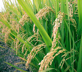 liquid handling, liquid handler, liquid handling equipment, liquid handling systems, automated liquid handling 